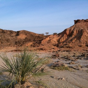 plant with hills in background
